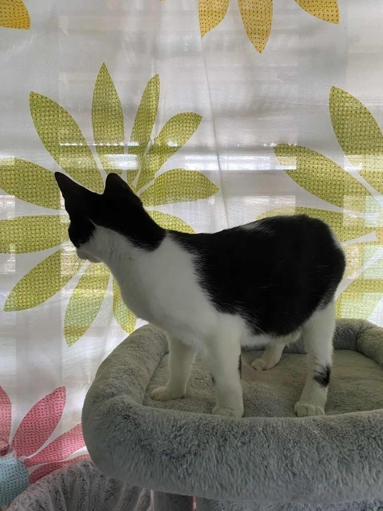 Luke, Adoptable, Kitten Male Domestic Short Hair.