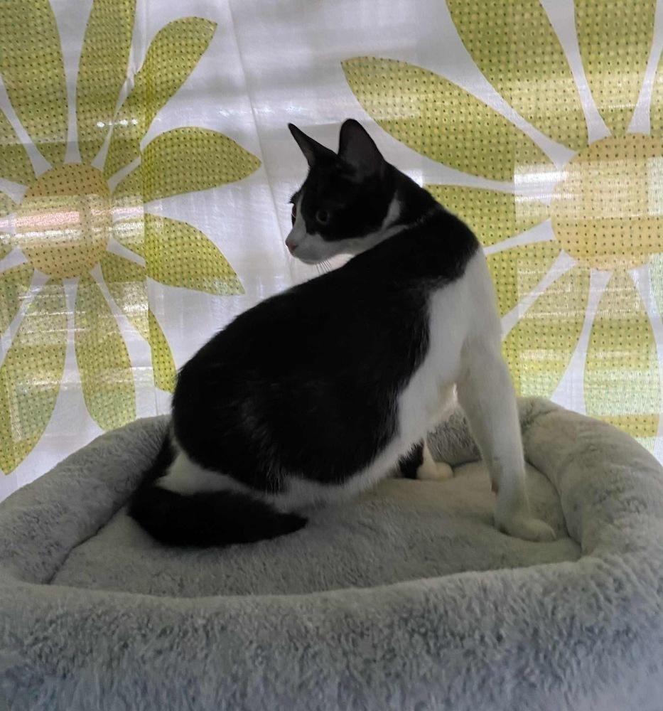 Enlarge Luke, a Adoptable Domestic Short Hair image 2/6