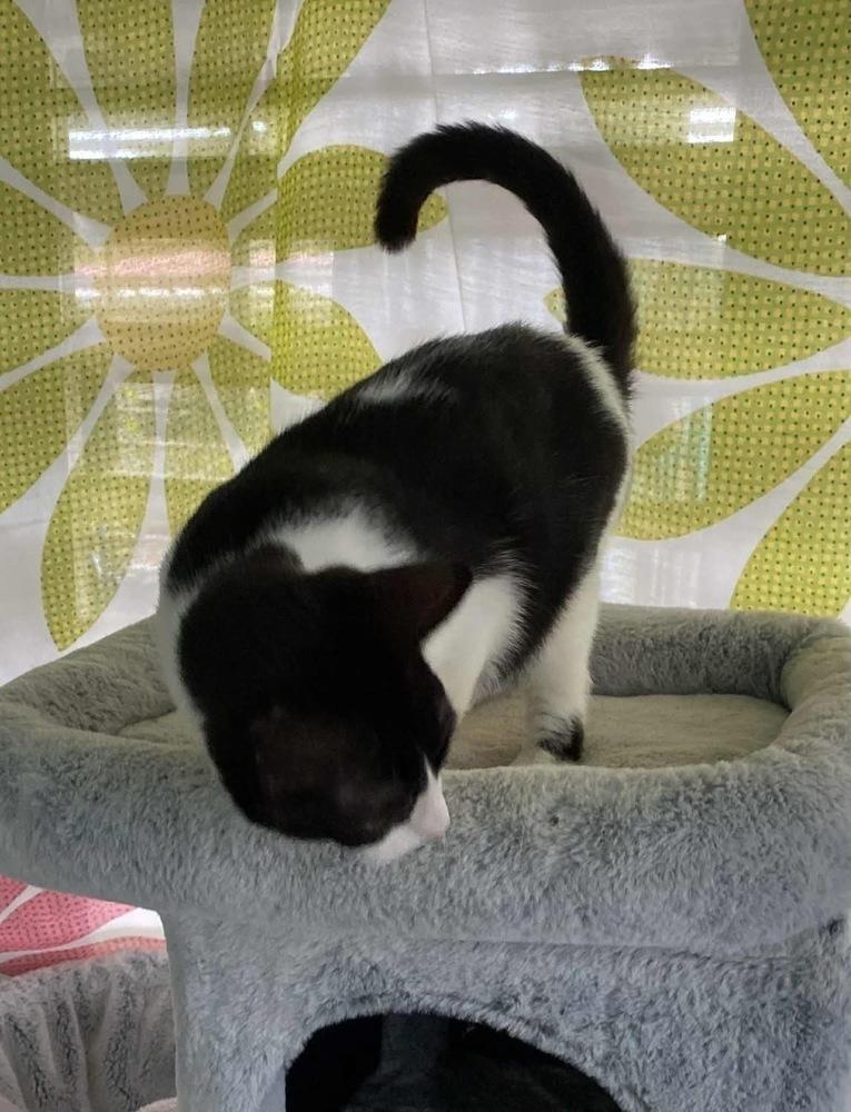 Enlarge Luke, a Adoptable Domestic Short Hair image 4/6