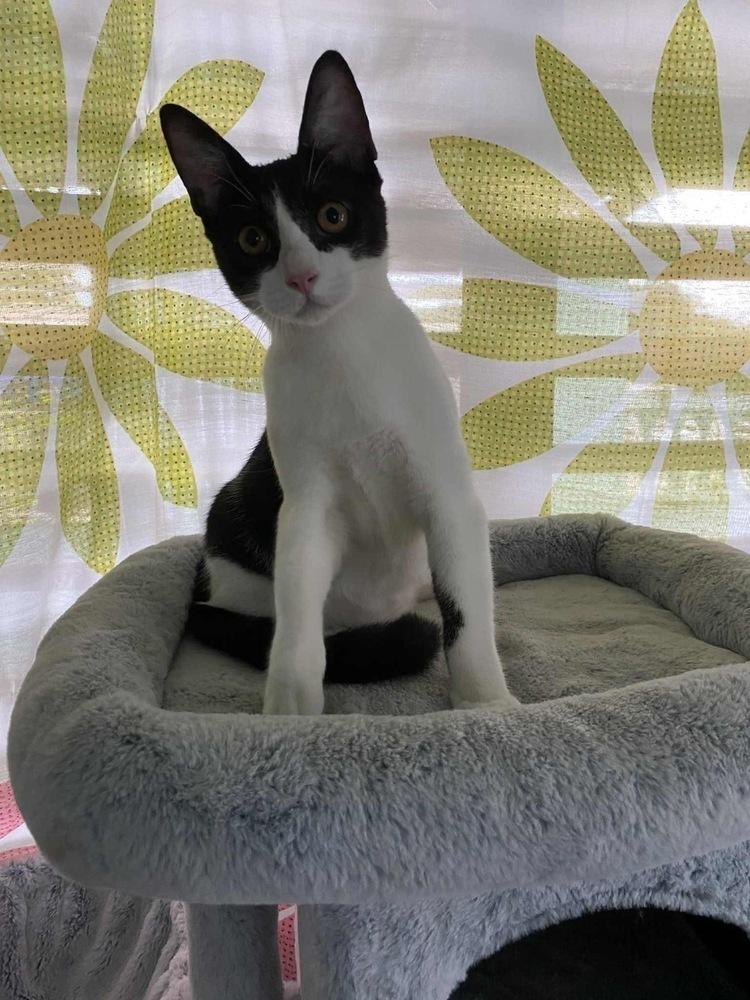 Enlarge Luke, a Adoptable Domestic Short Hair image 5/6