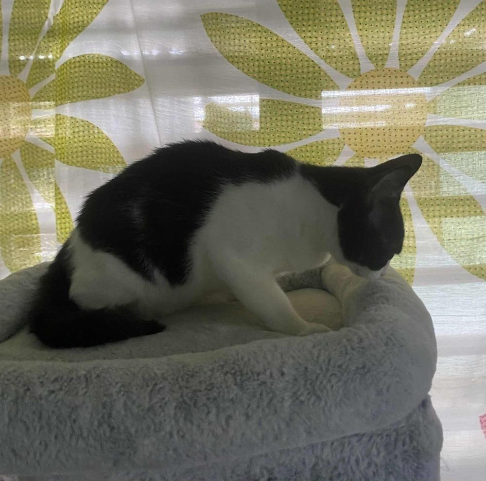 Enlarge Luke, a Adoptable Domestic Short Hair image 6/6