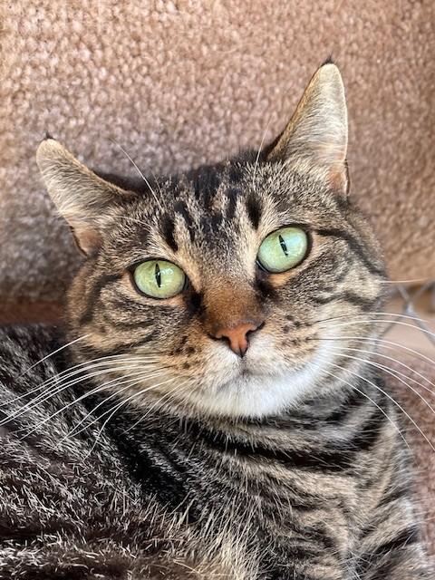 Enlarge Dolly-SPONSORED ADOPTION-FREE WITH APPROVED APPLICATION, a Adoptable Domestic Short Hair in Hayward, WI image 1/1