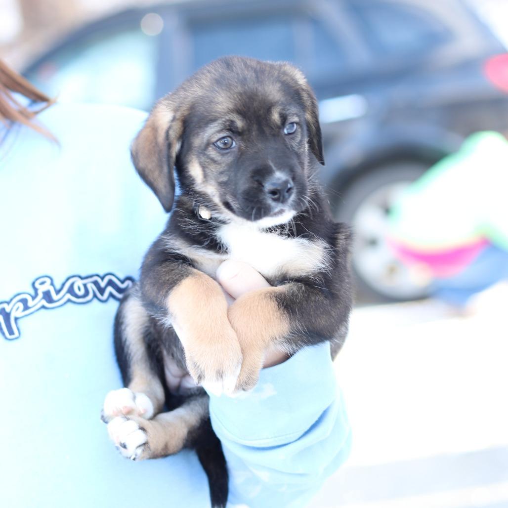 Enlarge CT Naomi, a Adoptable mixed breed in Stormville, NY image 3/3