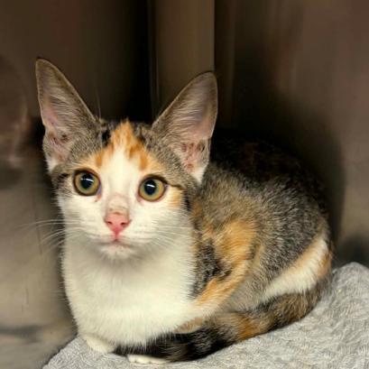Firefly, Adoptable, Kitten Female Domestic Short Hair.