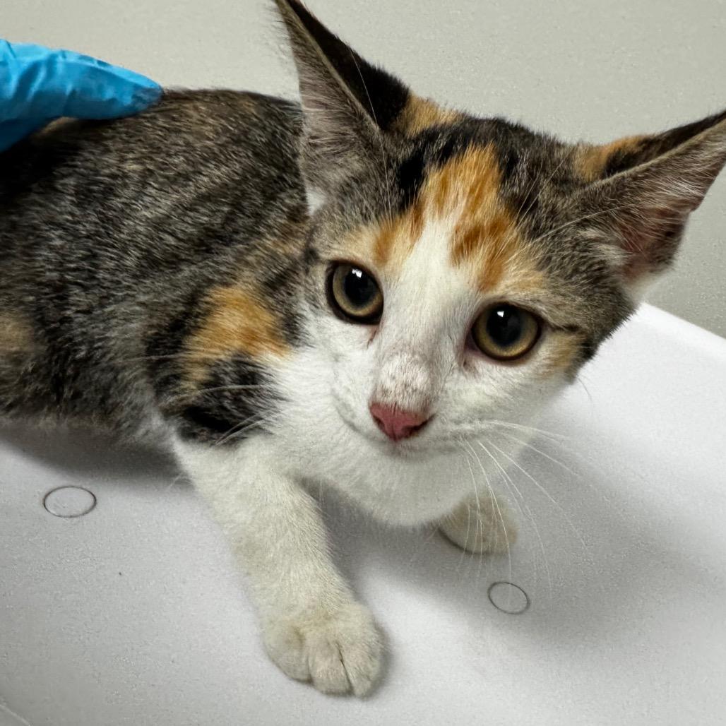 Enlarge Firefly, a Adoptable Domestic Short Hair in Concord, NC image 2/2