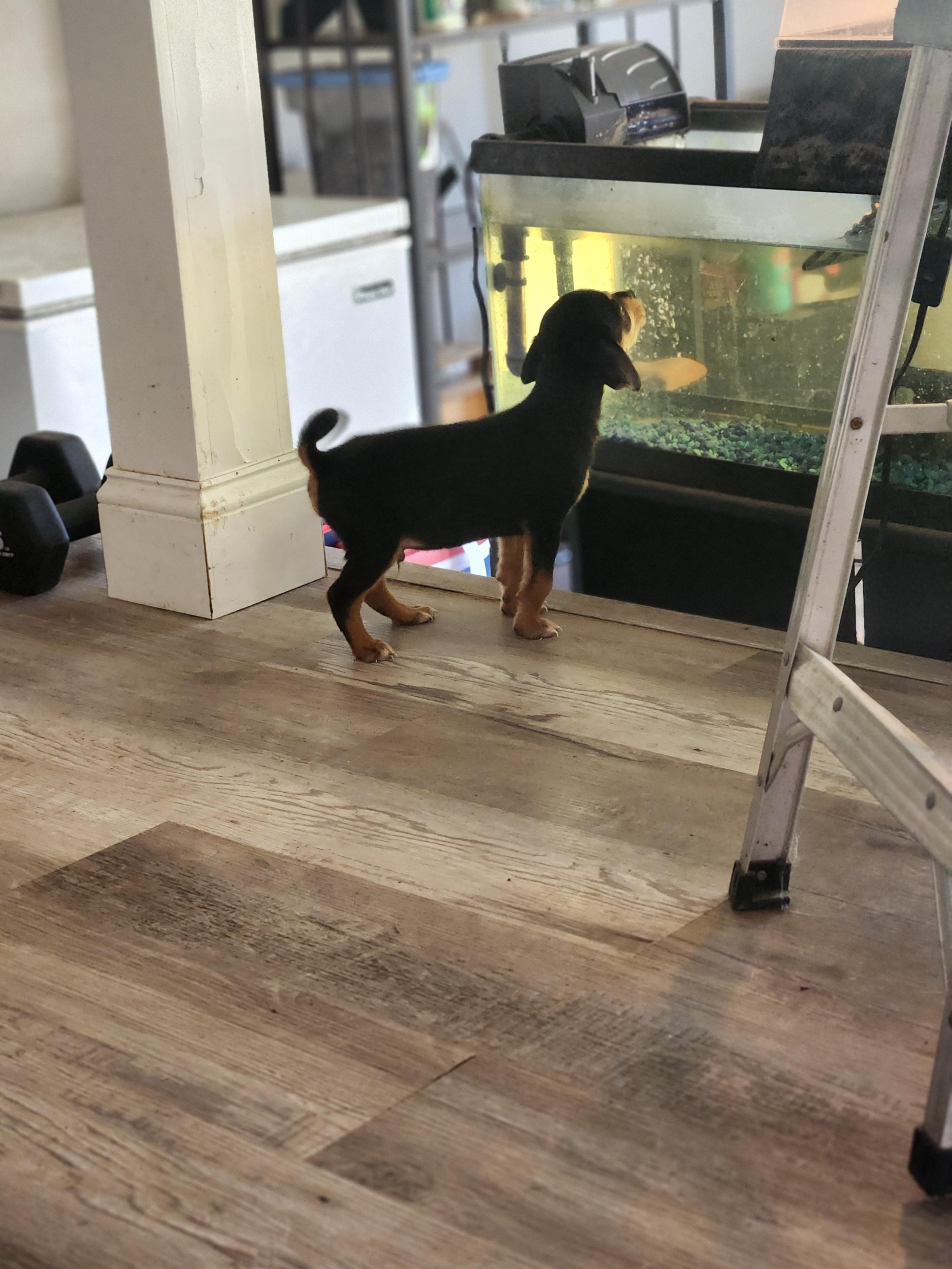 FLYNN, Adopted, Puppy Male Black and Tan Coonhound & Shepherd.