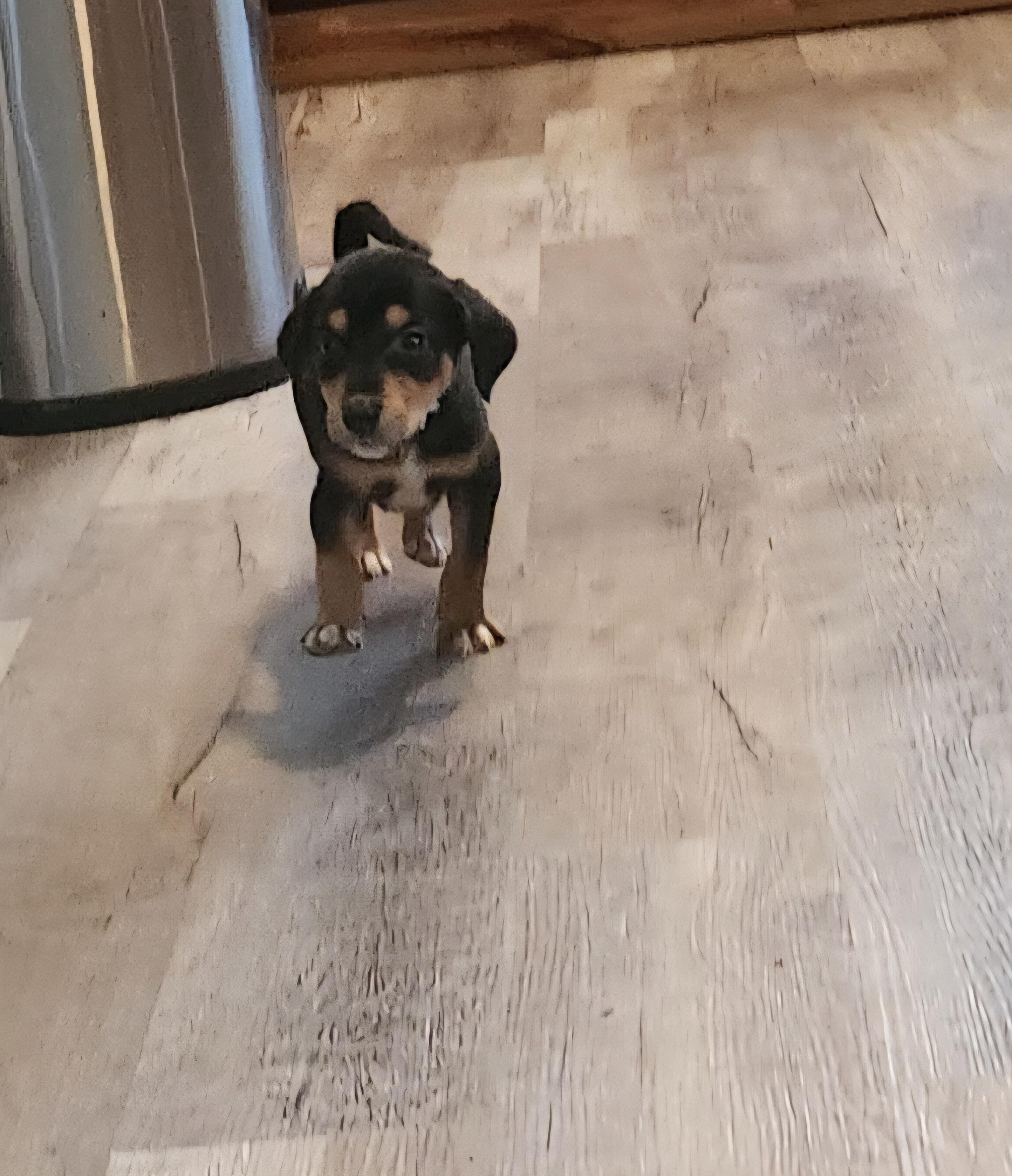 Enlarge FLYNN, a Adopted mixed breed in Hackettstown, NJ image 3/3