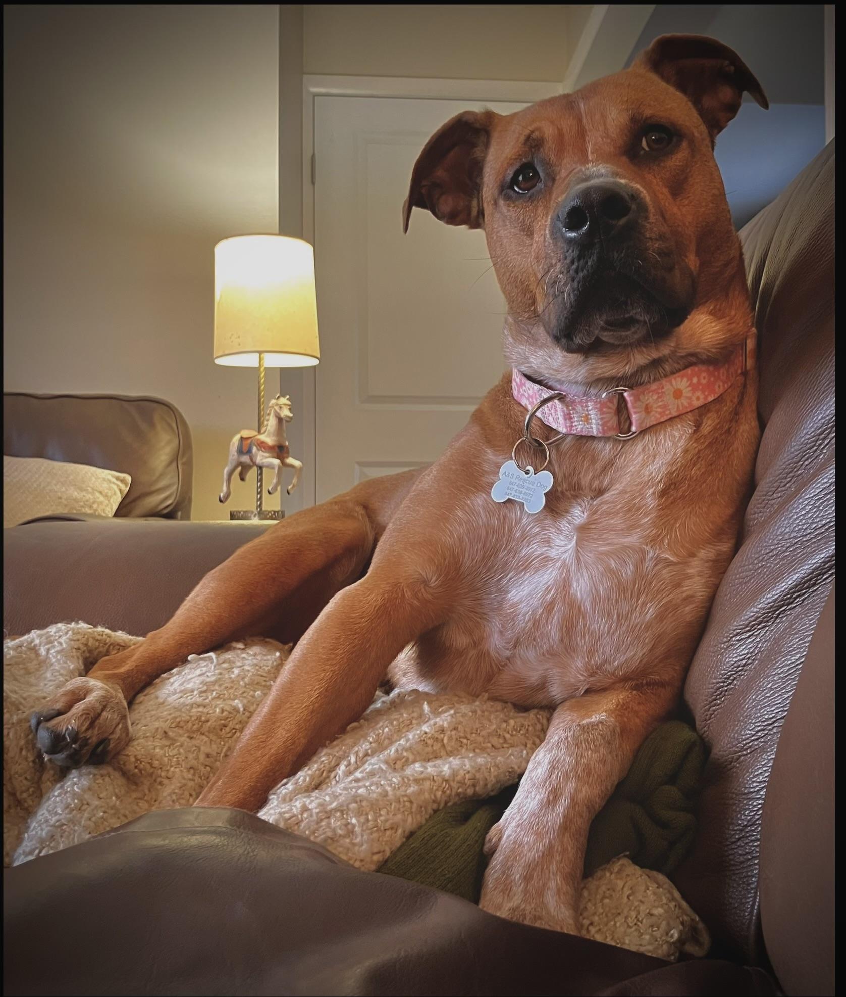 Enlarge Brooke, a Adoptable mixed breed in Cary, IL image 6/6