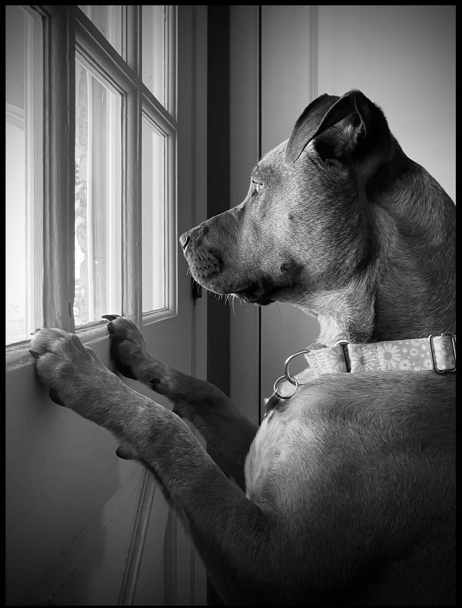 Enlarge Brooke, a Adoptable mixed breed in Cary, IL image 2/6