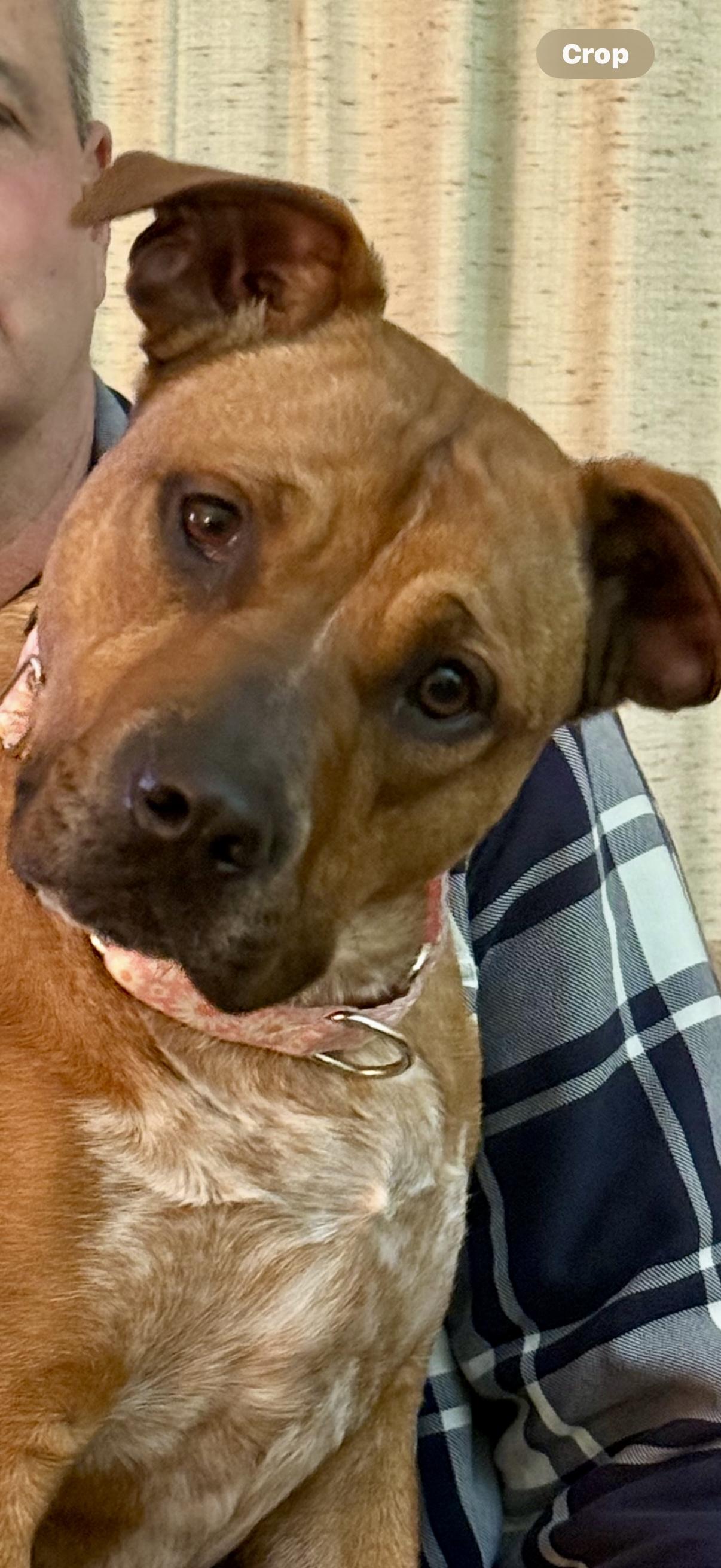 Enlarge Brooke, a Adoptable mixed breed in Cary, IL image 1/6