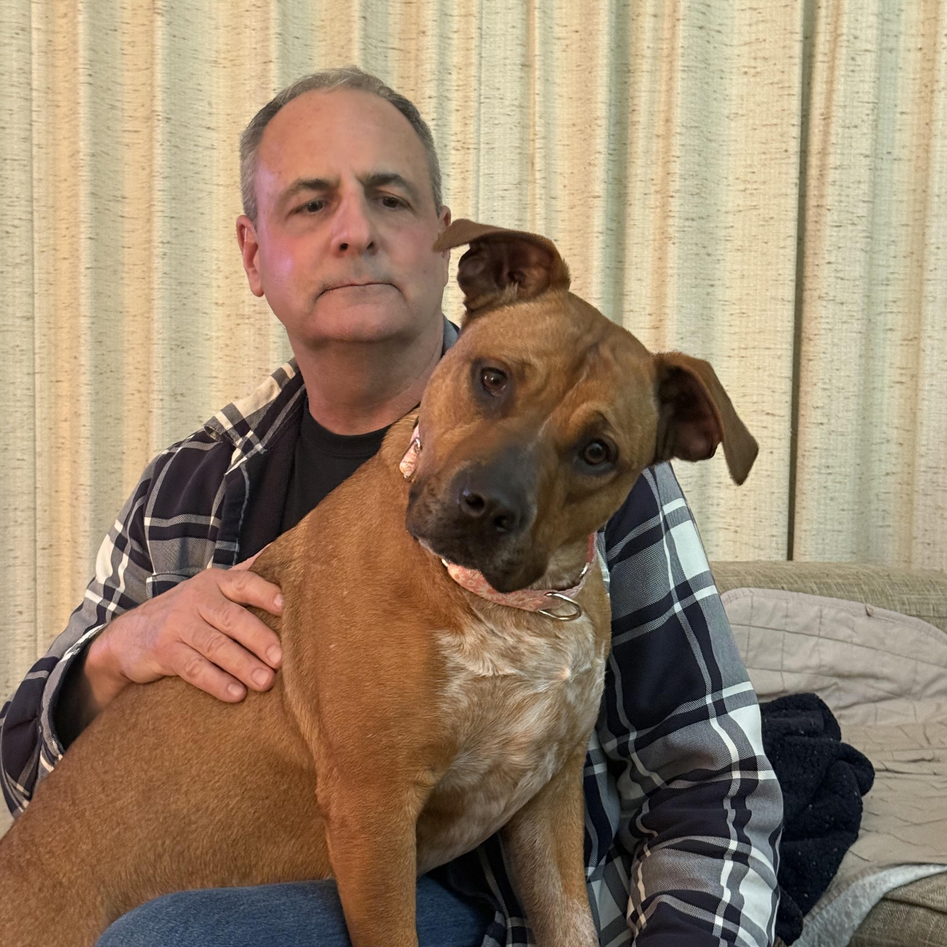 Enlarge Brooke, a Adoptable mixed breed in Cary, IL image 4/6