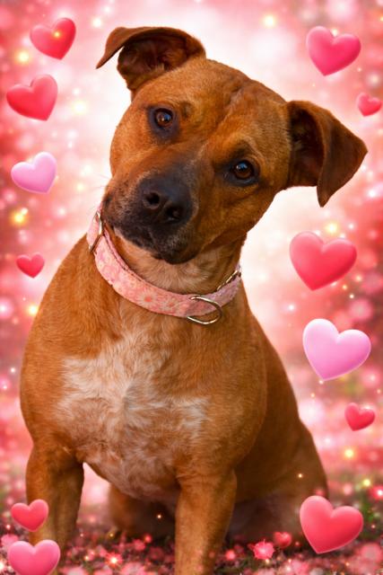 Brooke, Adoptable, Young Female American Staffordshire Terrier & Australian Cattle Dog / Blue Heeler.