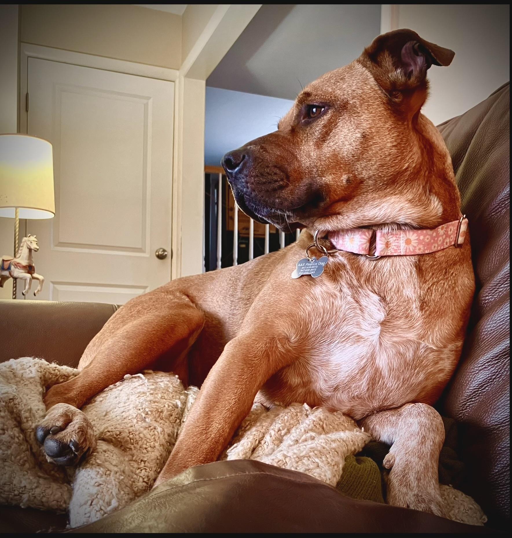 Enlarge Brooke, a Adoptable mixed breed in Cary, IL image 5/6