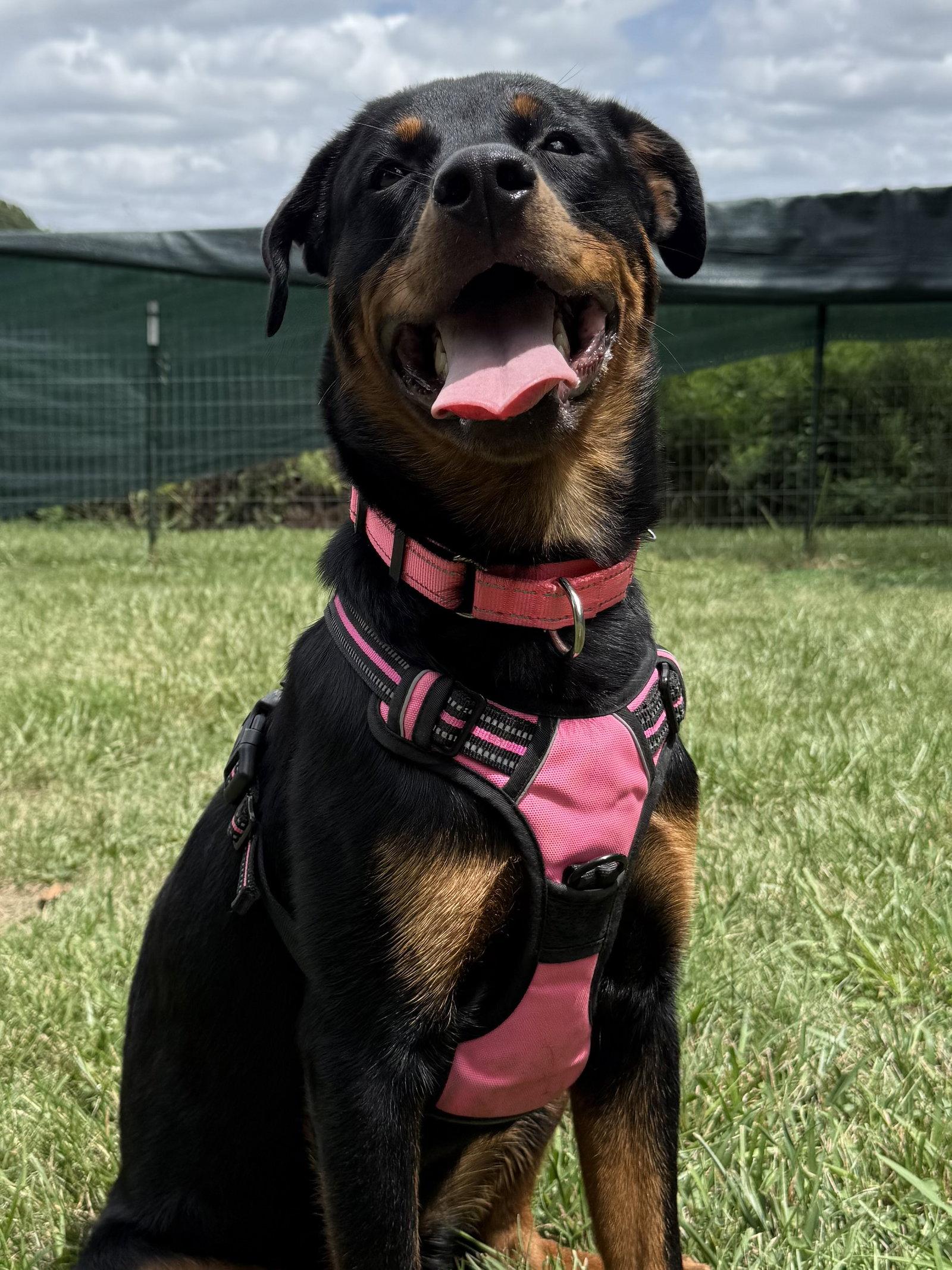 Enlarge Haley, a Adoptable Rottweiler in Mooresville, NC image 1/3