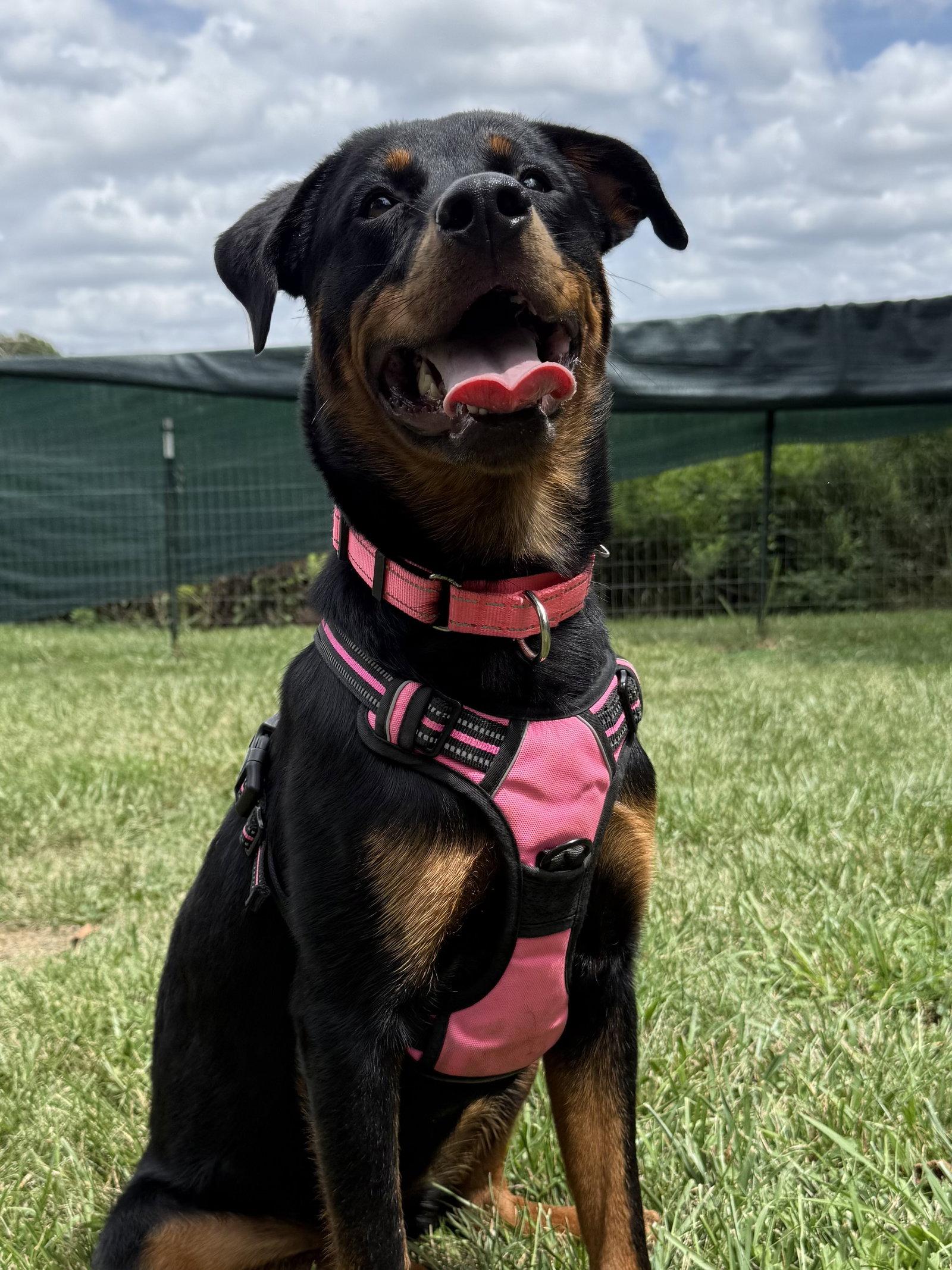 Enlarge Haley, a Adoptable Rottweiler in Mooresville, NC image 2/3