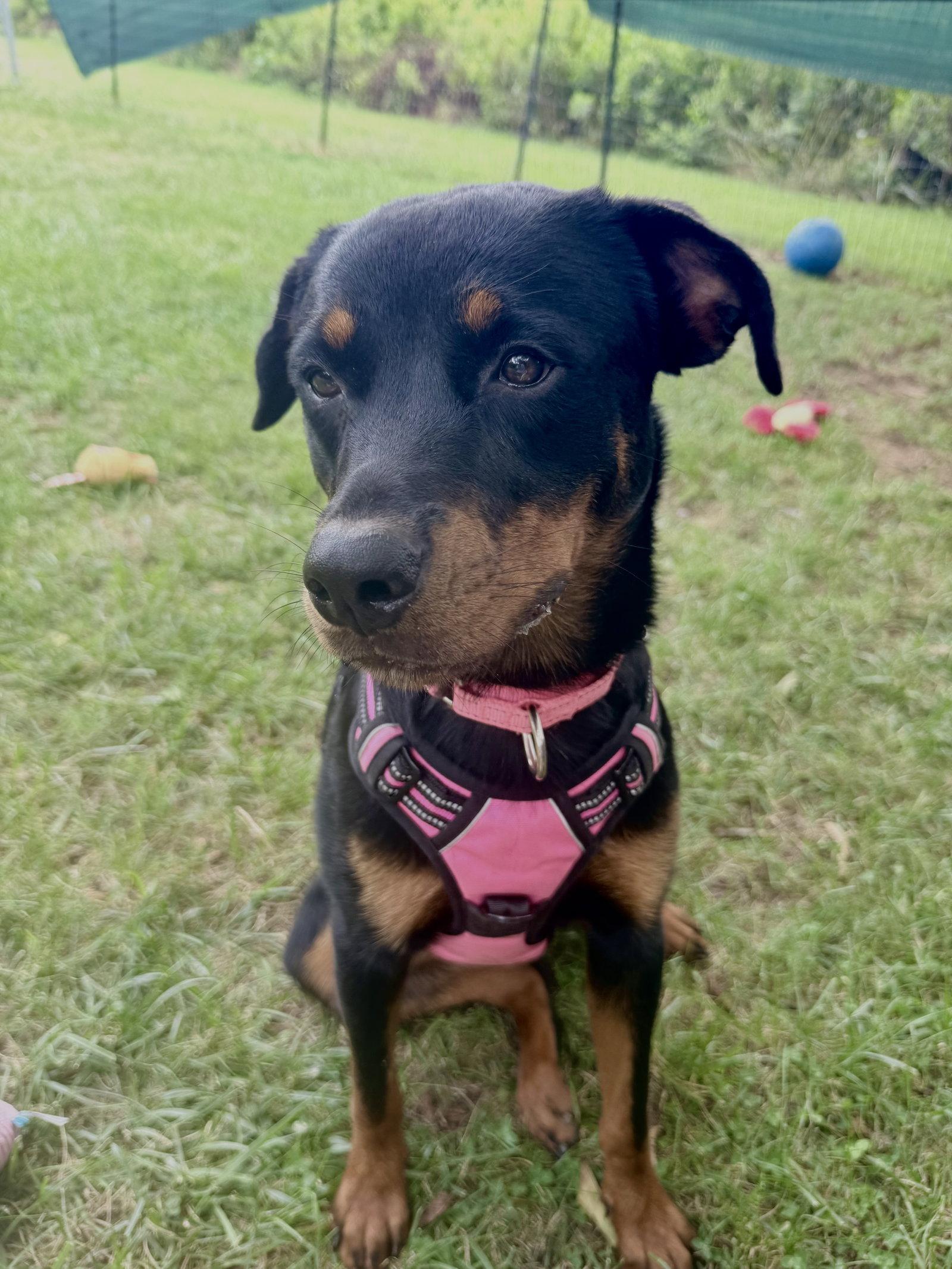 Enlarge Haley, a Adoptable Rottweiler in Mooresville, NC image 3/3