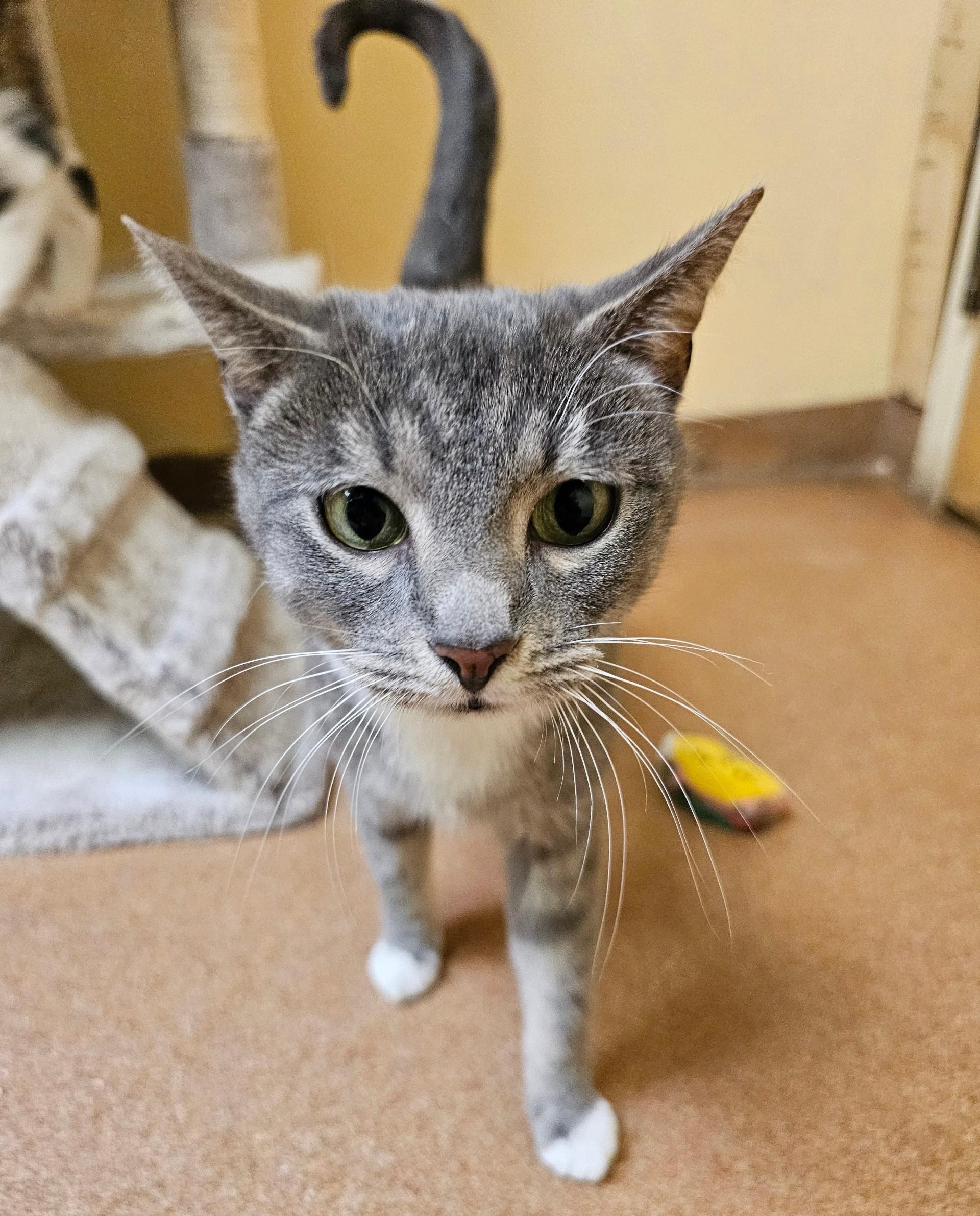 Enlarge Thyme , an adopted Domestic Short Hair in Norwalk, CT image 1/1