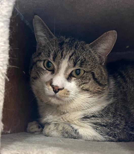 Enlarge Nico, a Adoptable mixed breed in Ogden, UT image 1/5