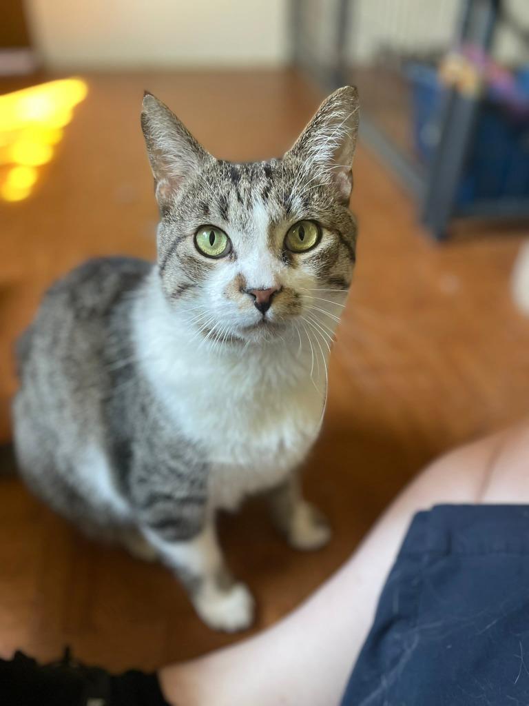 Enlarge Nico, a Adoptable mixed breed in Ogden, UT image 2/5