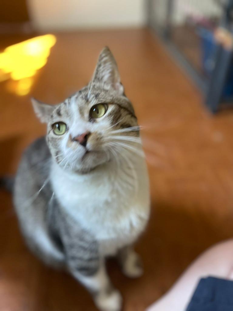 Enlarge Nico, a Adoptable mixed breed in Ogden, UT image 3/5