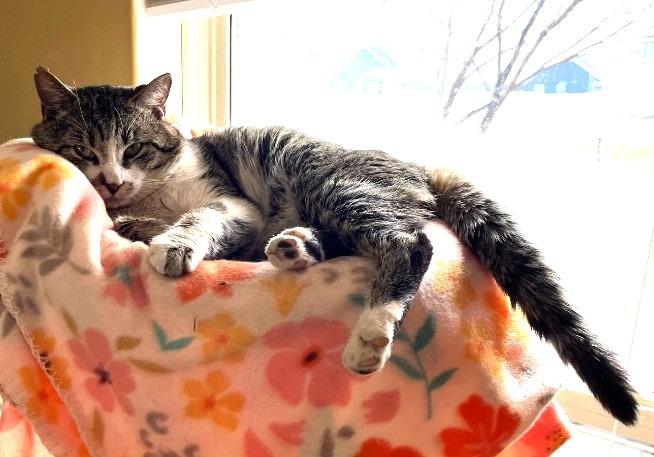 Enlarge Nico, a Adoptable mixed breed in Ogden, UT image 4/5