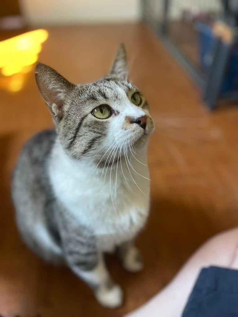 Enlarge Nico, a Adoptable mixed breed in Ogden, UT image 5/5