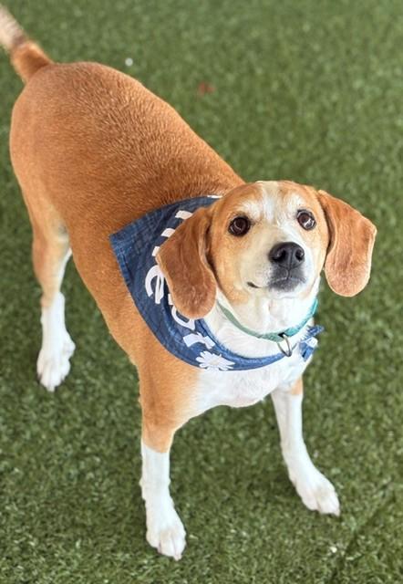 Enlarge Rosie, a ADOPTABLE mixed breed in Fayetteville, AR image 4/5