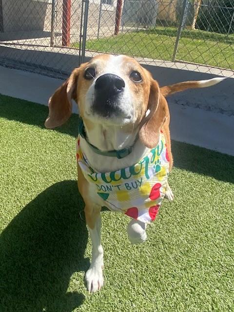 Enlarge Rosie, a ADOPTABLE mixed breed in Fayetteville, AR image 3/5