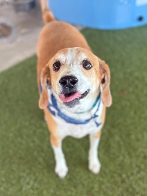 Enlarge Rosie, a ADOPTABLE mixed breed in Fayetteville, AR image 2/5