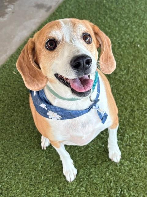 Rosie, ADOPTABLE, Adult Female Beagle & Terrier.