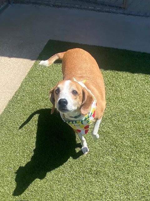 Enlarge Rosie, a ADOPTABLE mixed breed in Fayetteville, AR image 5/5