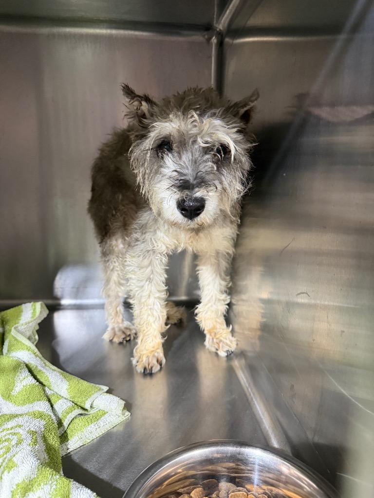 Ford $450, Adoptable, Adult Male Schnauzer.