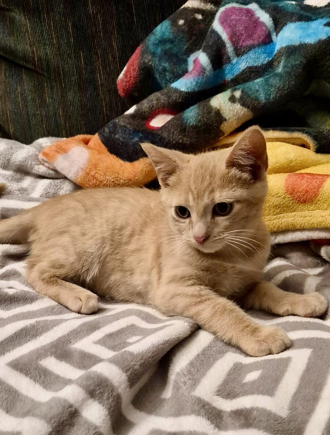 Enlarge Cedar, a ADOPTABLE Domestic Short Hair in Louisville, KY image 1/6
