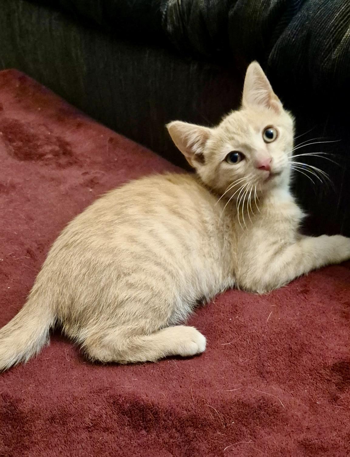 Enlarge Cedar, a ADOPTABLE Domestic Short Hair in Louisville, KY image 4/6