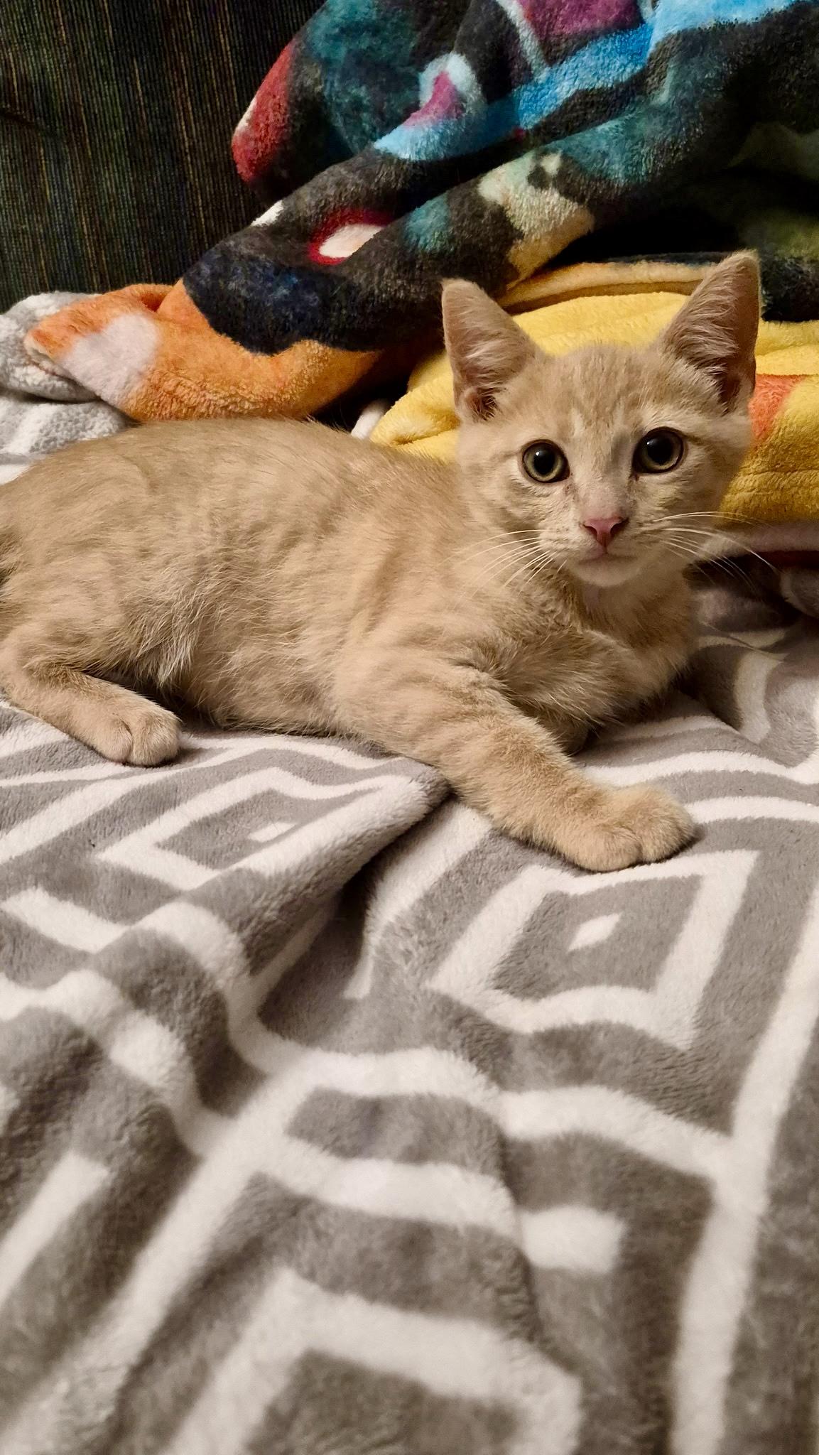 Enlarge Cedar, a ADOPTABLE Domestic Short Hair in Louisville, KY image 2/6