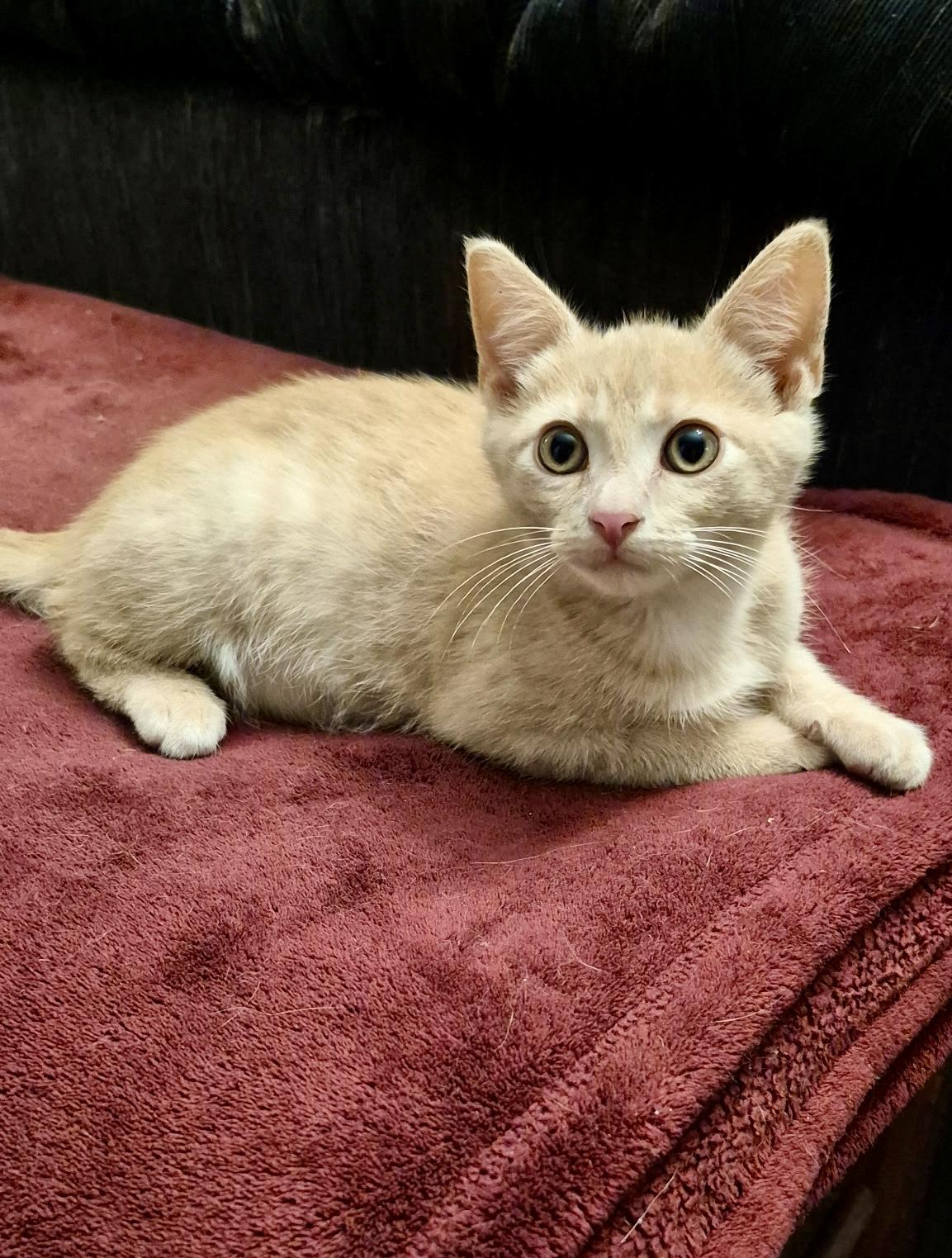 Enlarge Cedar, a ADOPTABLE Domestic Short Hair in Louisville, KY image 5/6