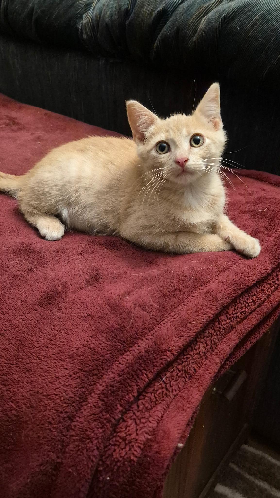 Enlarge Cedar, a ADOPTABLE Domestic Short Hair in Louisville, KY image 3/6