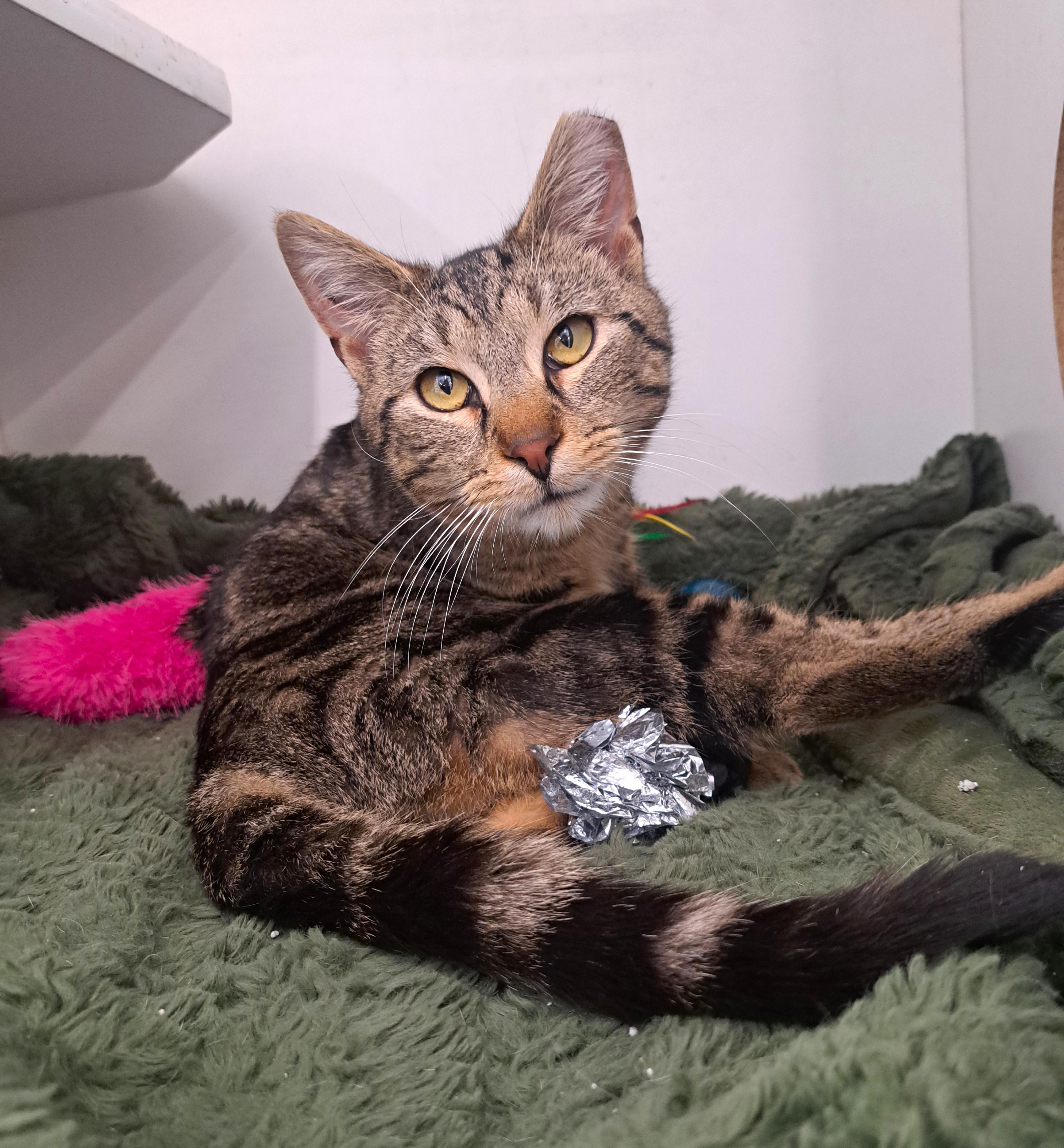 Enlarge T Pain, a ADOPTABLE Tabby in New Albany, OH image 6/6