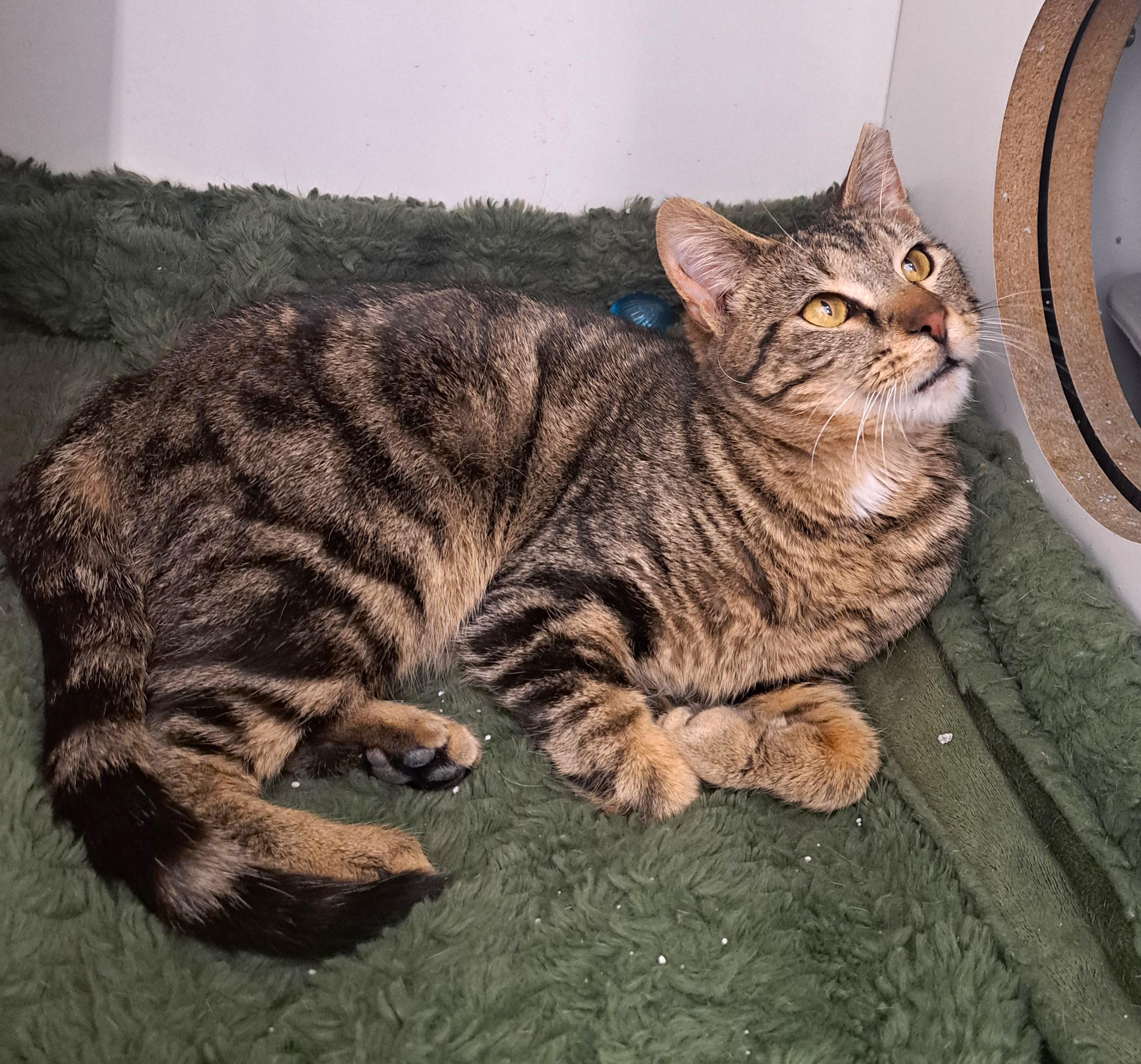 Enlarge T Pain, a ADOPTABLE Tabby in New Albany, OH image 1/6