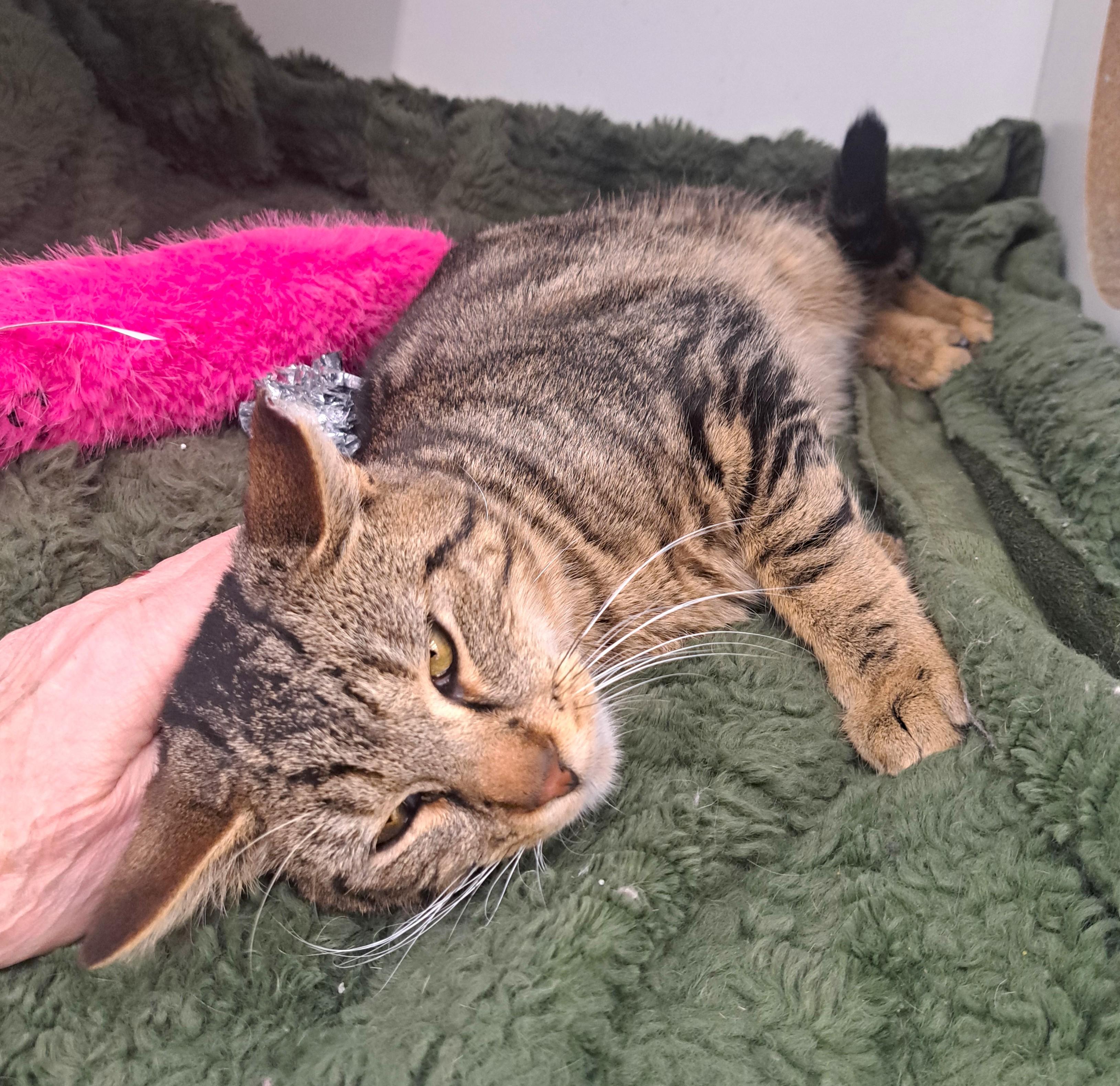 Enlarge T Pain, a ADOPTABLE Tabby in New Albany, OH image 5/6