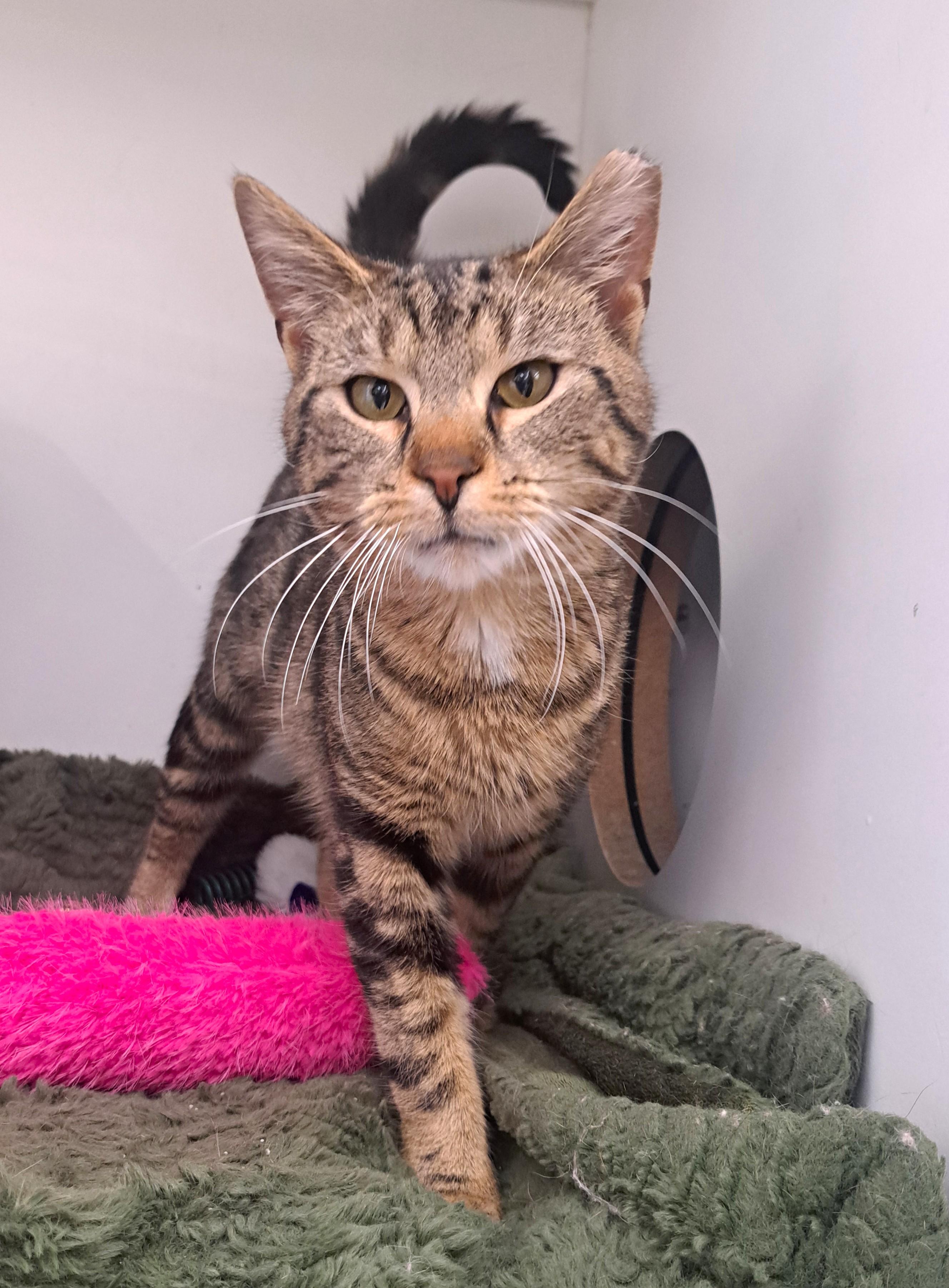 Enlarge T Pain, a ADOPTABLE Tabby in New Albany, OH image 3/6