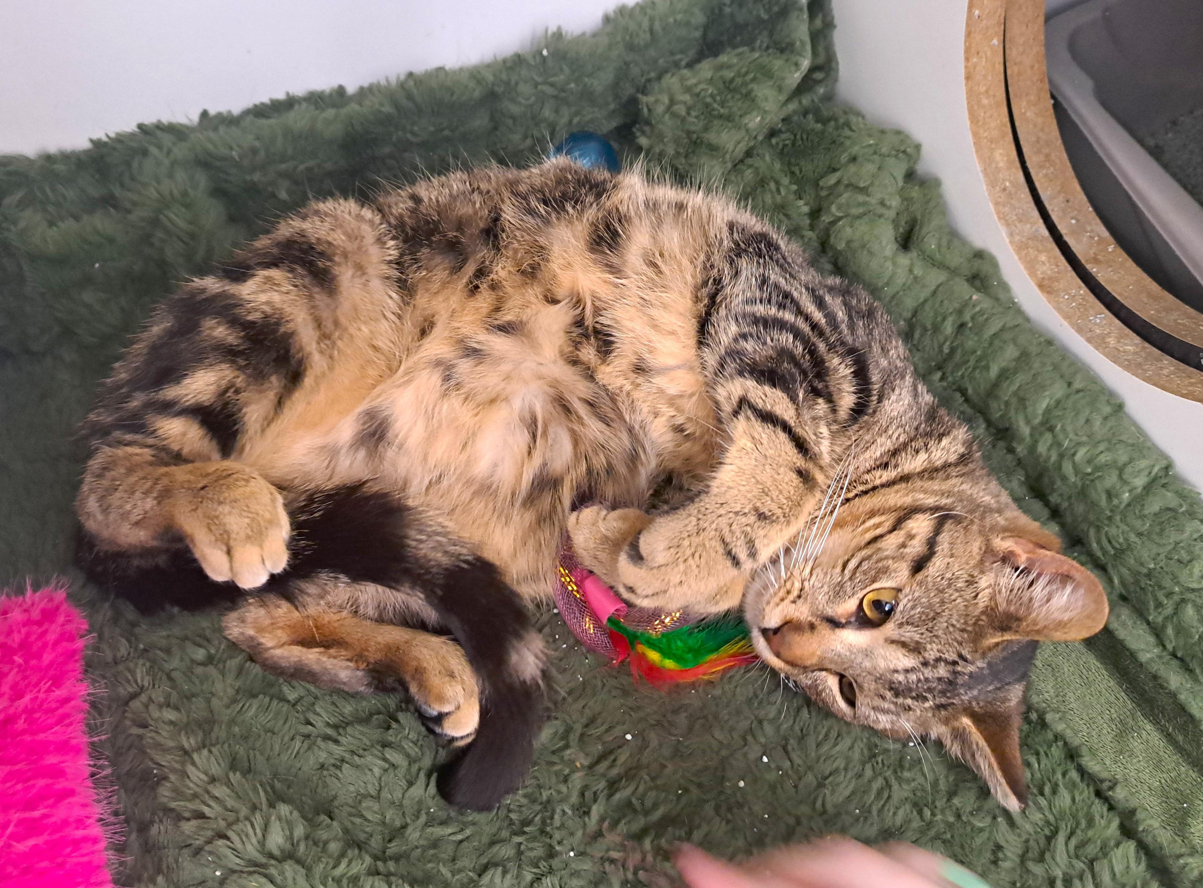 Enlarge T Pain, a ADOPTABLE Tabby in New Albany, OH image 2/6