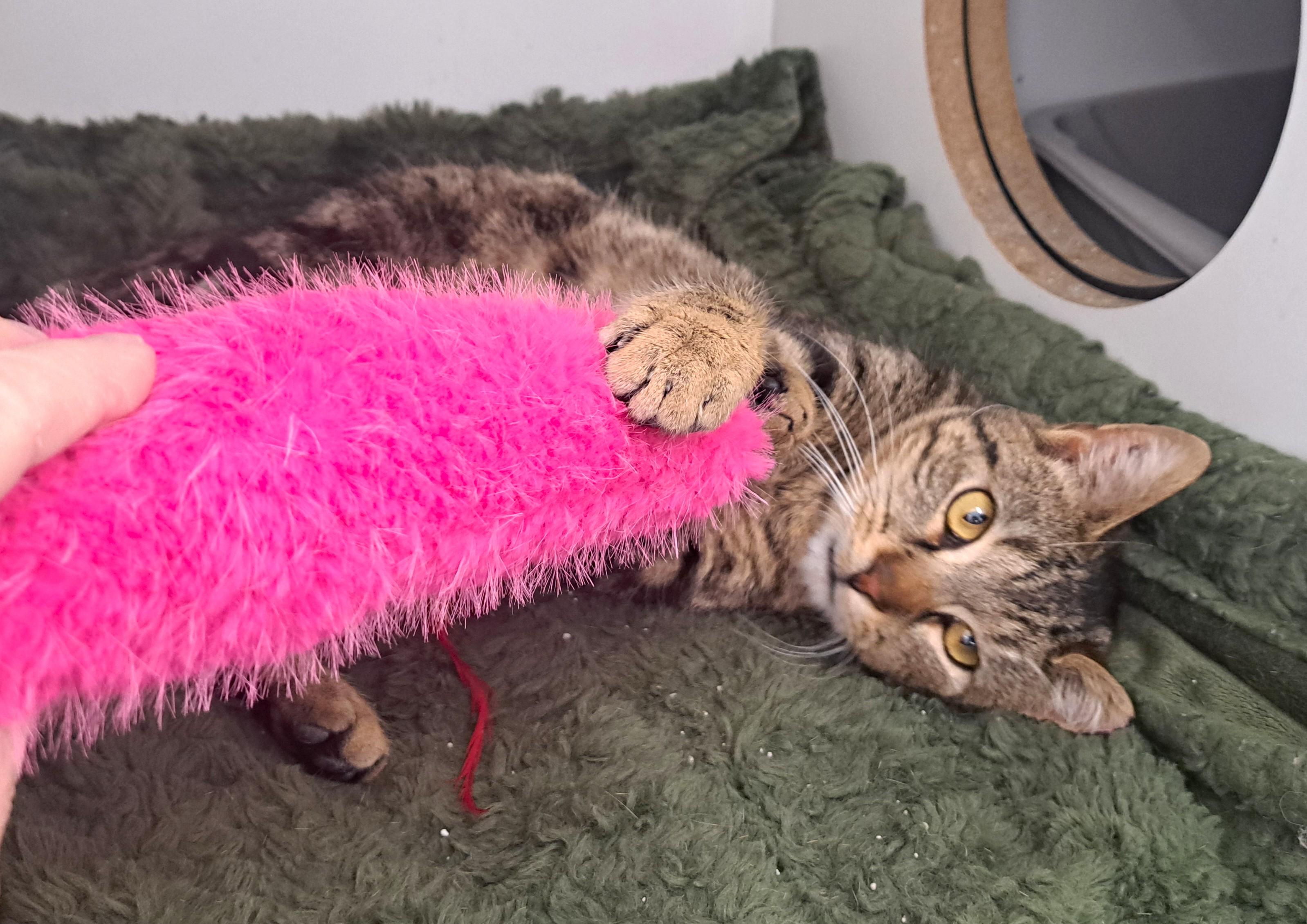 Enlarge T Pain, a ADOPTABLE Tabby in New Albany, OH image 4/6