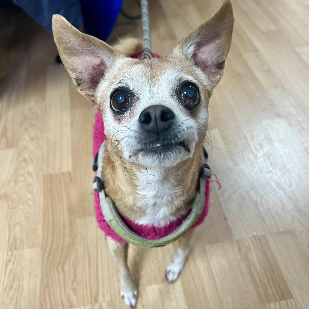 Enlarge Maisie, a Adoptable Mixed Breed in Saint Cloud, MN image 1/6