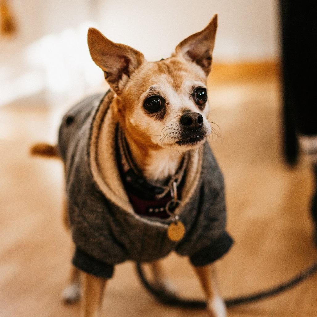 Maisie, Adoptable, Senior Female Mixed Breed.