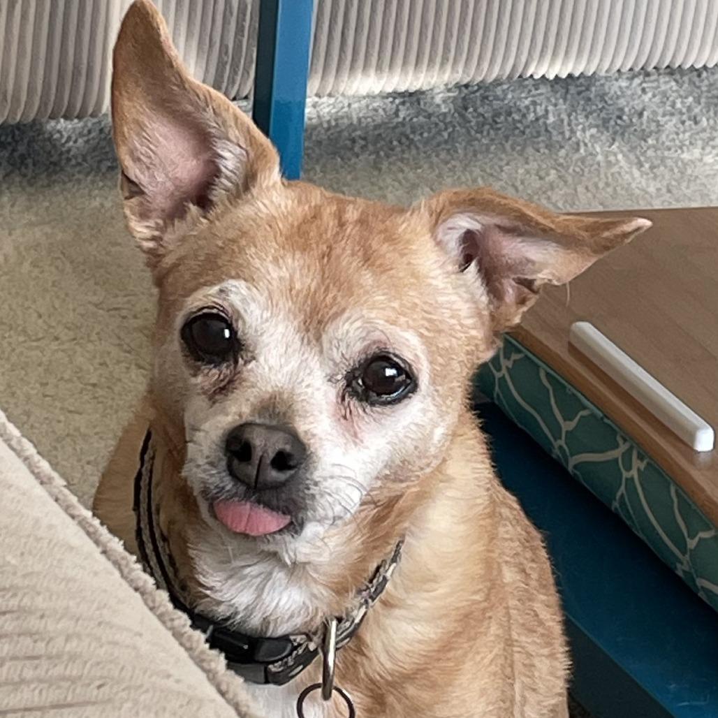 Enlarge Maisie, a Adoptable Mixed Breed in Saint Cloud, MN image 4/6