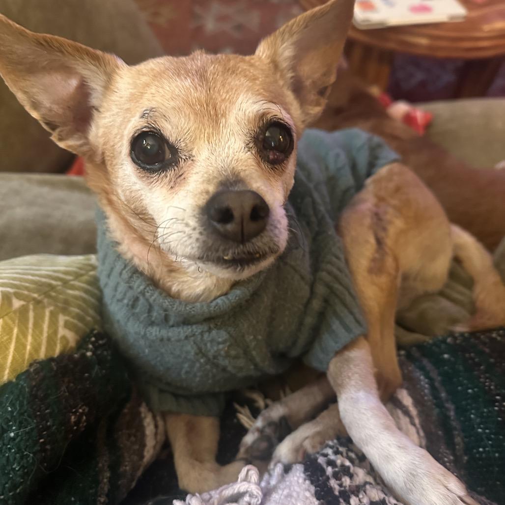 Enlarge Maisie, a Adoptable Mixed Breed in Saint Cloud, MN image 4/6