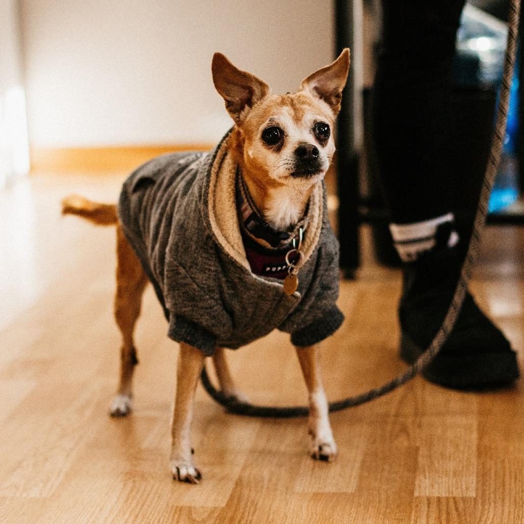 Enlarge Maisie, a Adoptable Mixed Breed in Saint Cloud, MN image 6/6