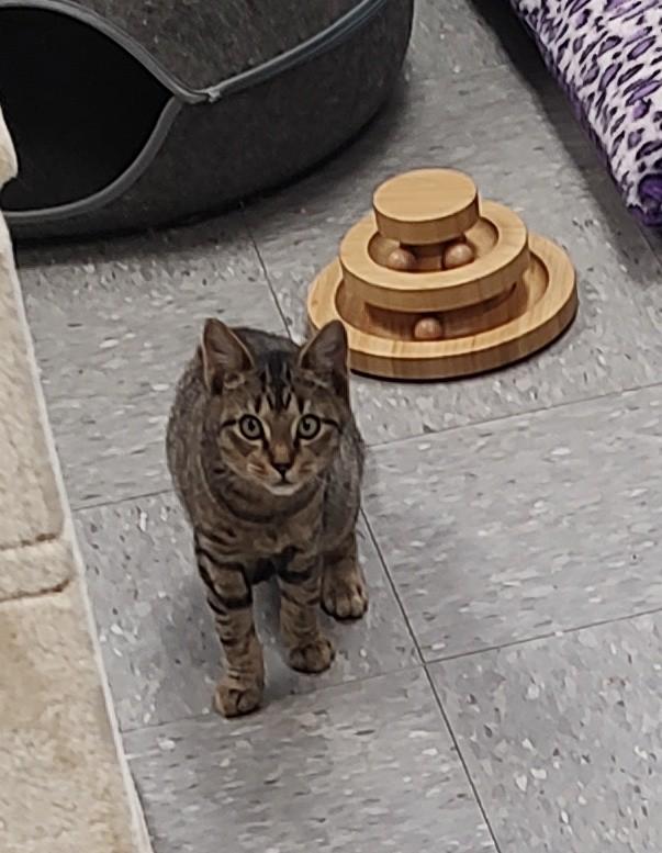 Enlarge Tikki, a Adoptable mixed breed in Newburgh, NY image 1/1