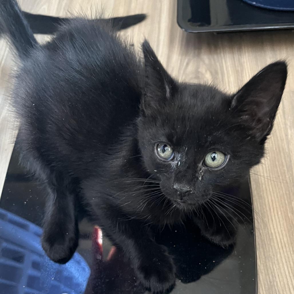 Precious, Adoptable, Kitten Female Domestic Short Hair.